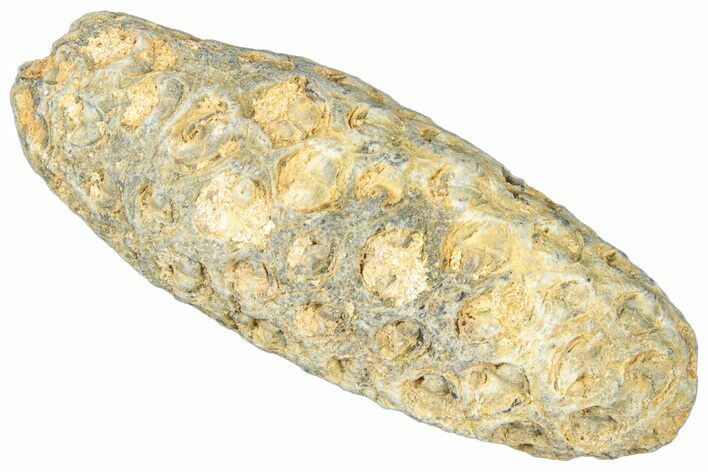 Fossil Cycadophyte Seed Cone - Boujdour, Morocco #325270